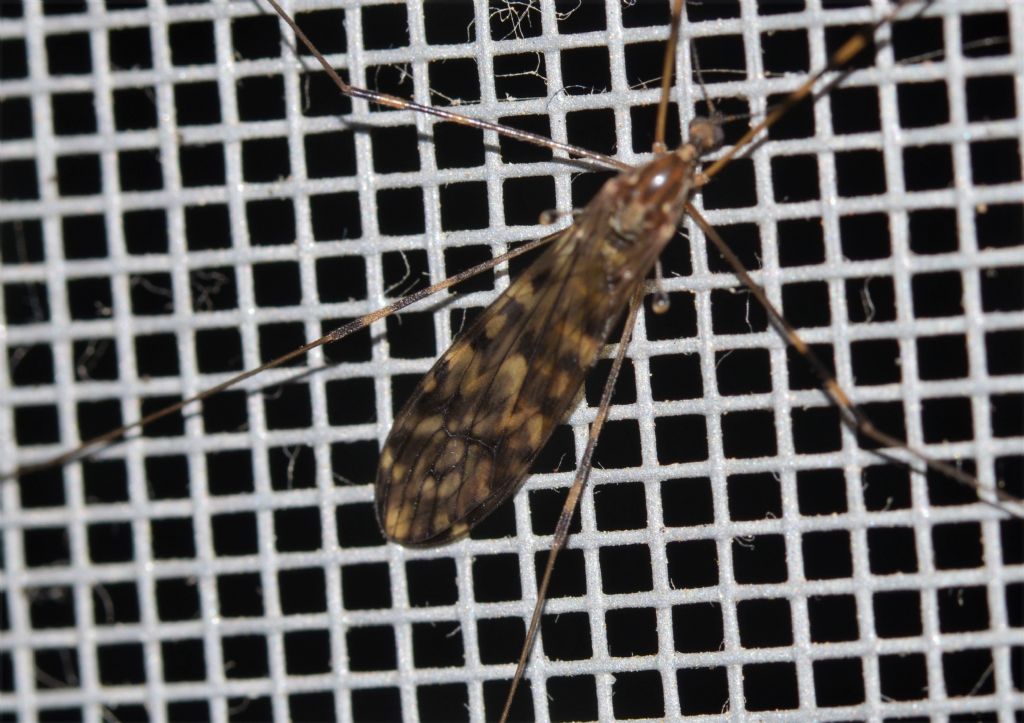 Tipula da identificare